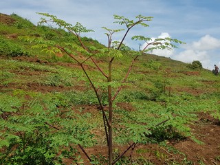 pianta della moringa 