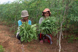 lavoratrici locali raccolgono la moringa oleifera