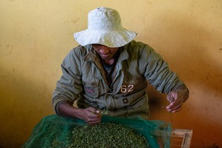 lavorazione della moringa oleifera