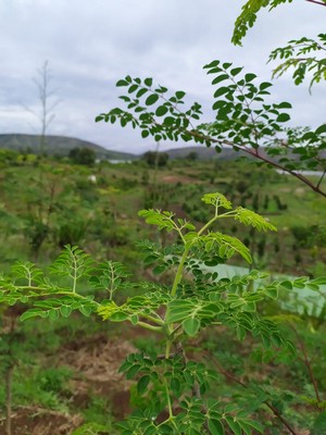 ramo di Moringa