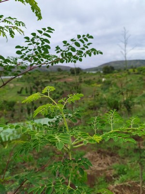 ramo di Moringa