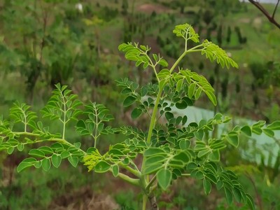 pianta di moringa