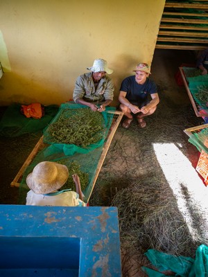 lavoro nella preparazione delle foglie di moringa