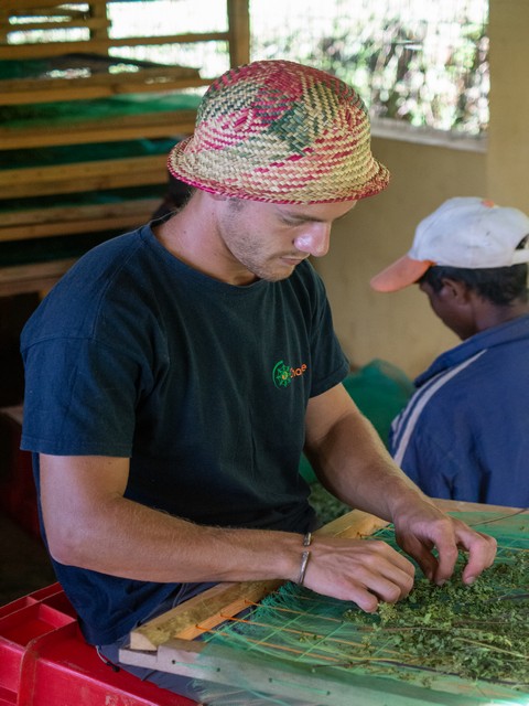 Volontario al lavoro di pulitura della moringa