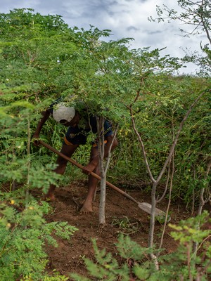 lavoratore locale nel campo di moringa