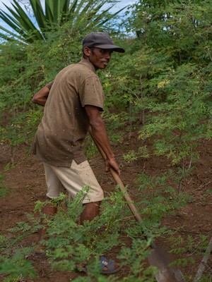 lavoratori locali nel campo della moringa