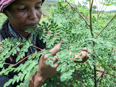 Lavoratrice e pianta di moringa