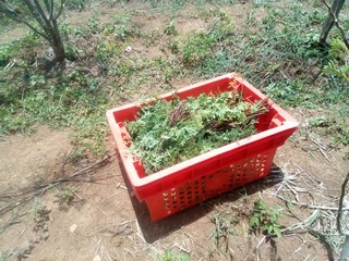 raccolta foglie di moringa