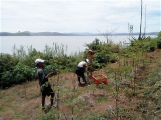 piante di moringa e operai agricoli